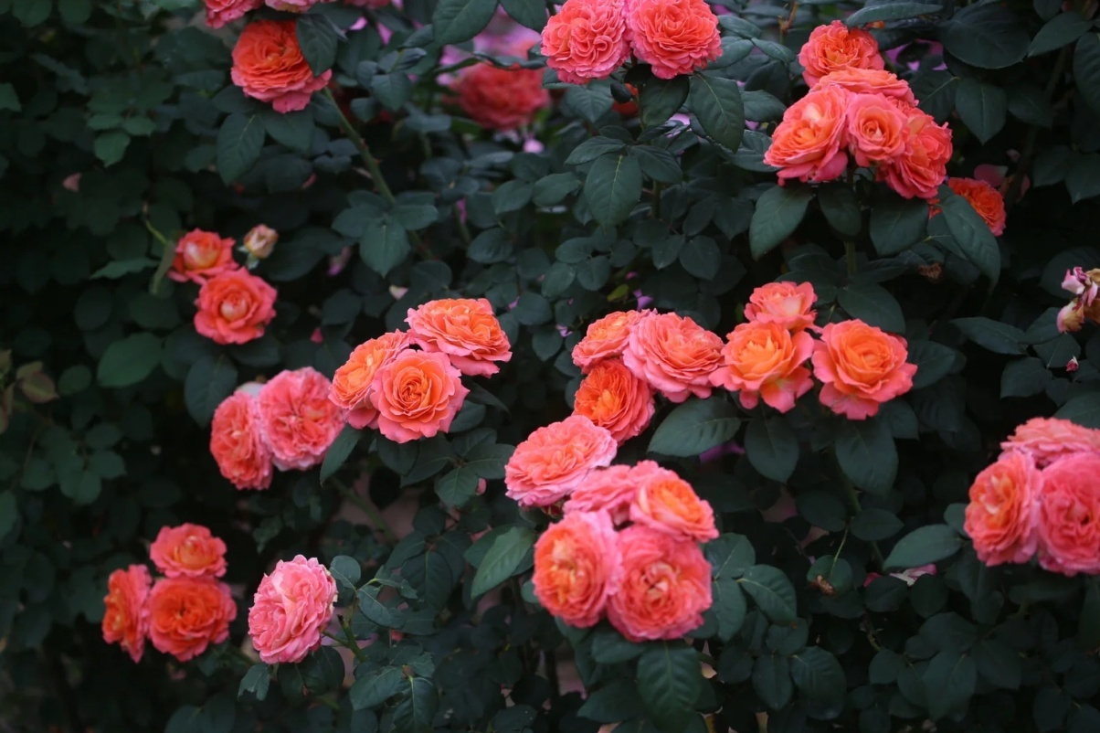 Notre Dame du Rosaire Rose for sale丨Your roses