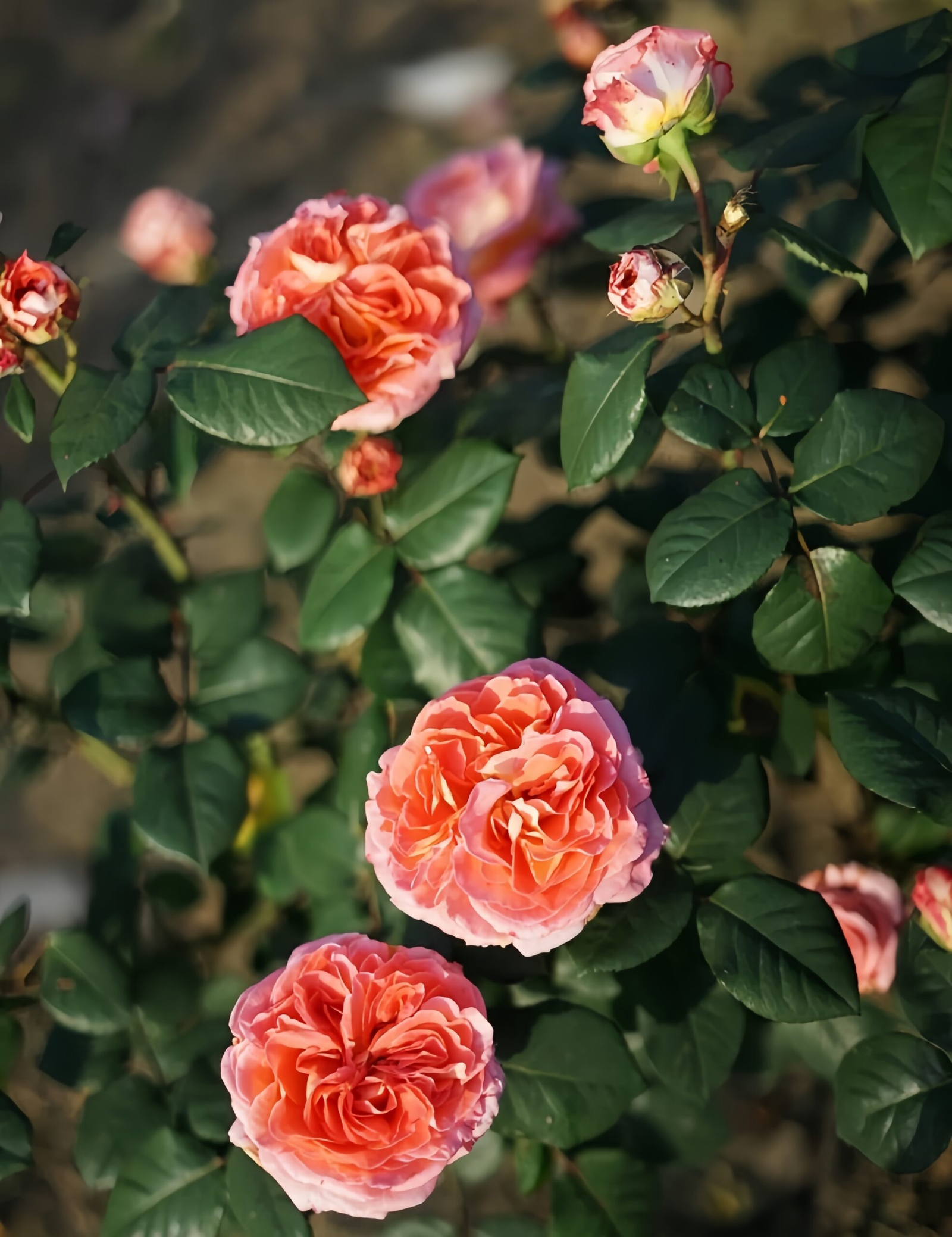 Notre Dame du Rosaire Roses丨Your roses
