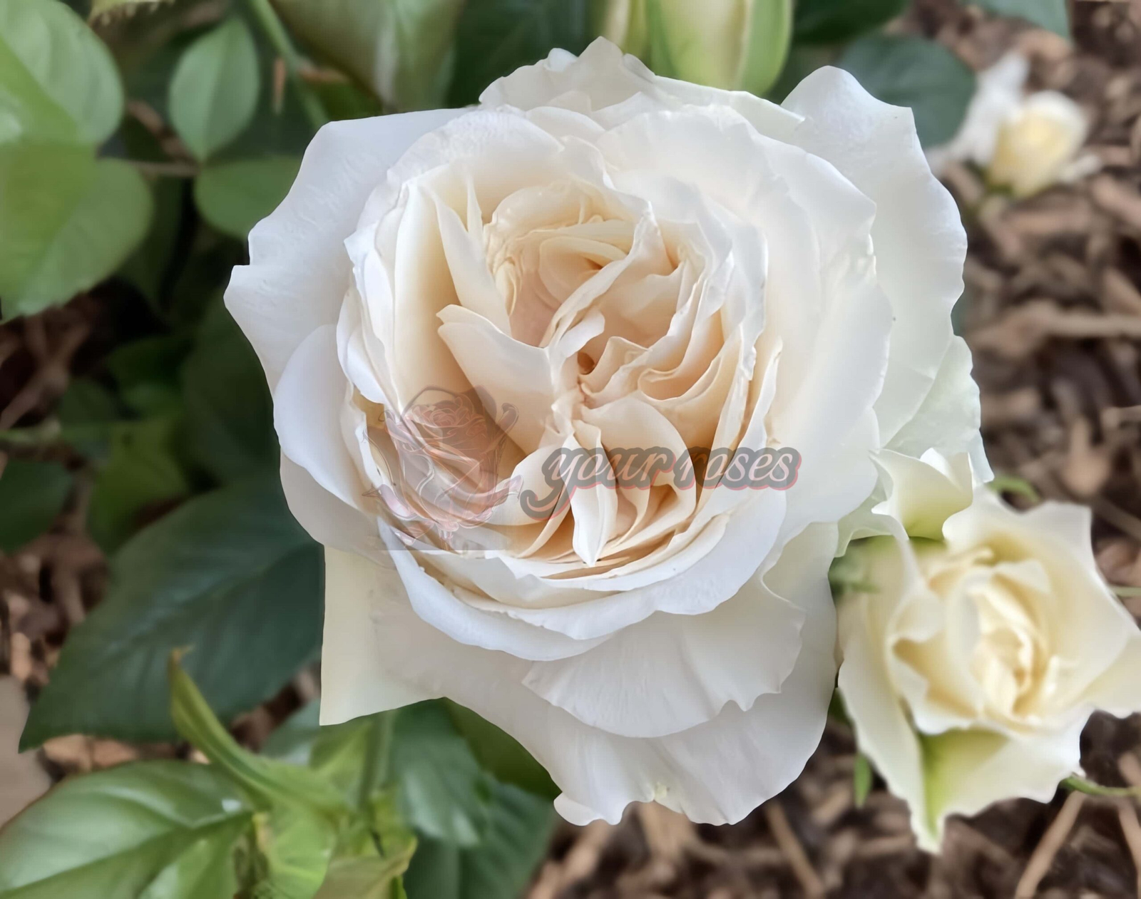 Pride and Prejudice Rose丨Your roses