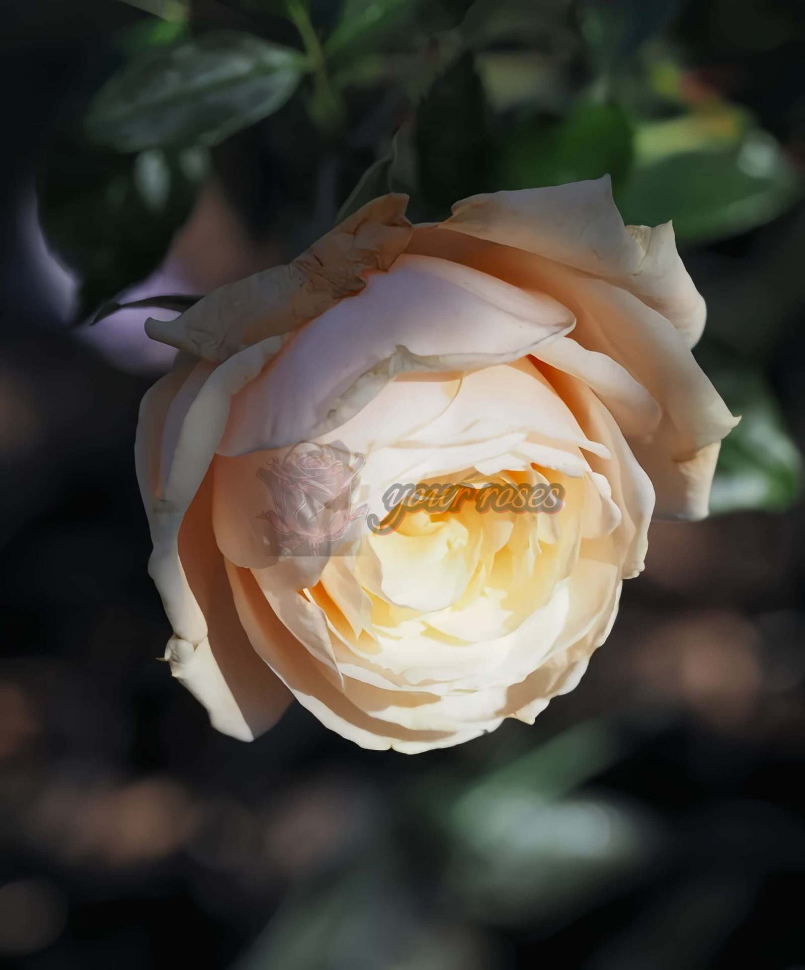 Pride and Prejudice Rose for sale丨Your roses