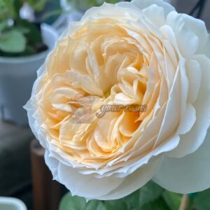 Pride and Prejudice Rose丨Your roses