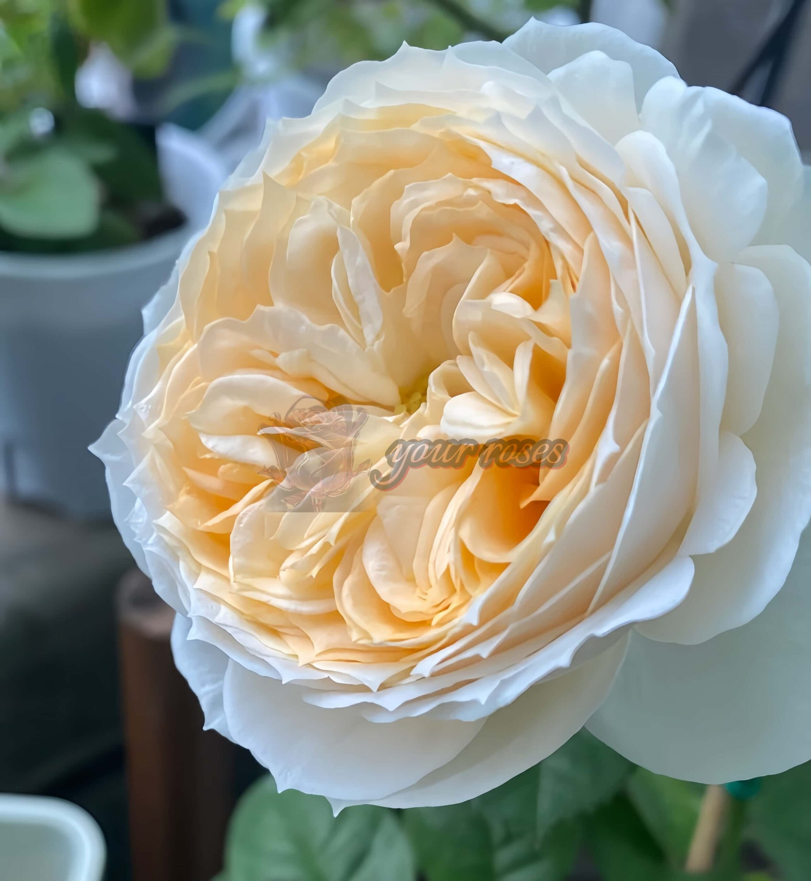 Pride and Prejudice Rose丨Your roses