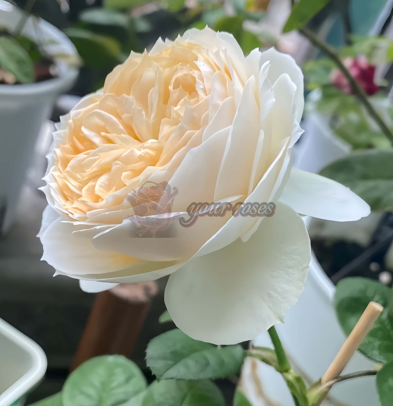 Pride and Prejudice Rose plant丨Your roses