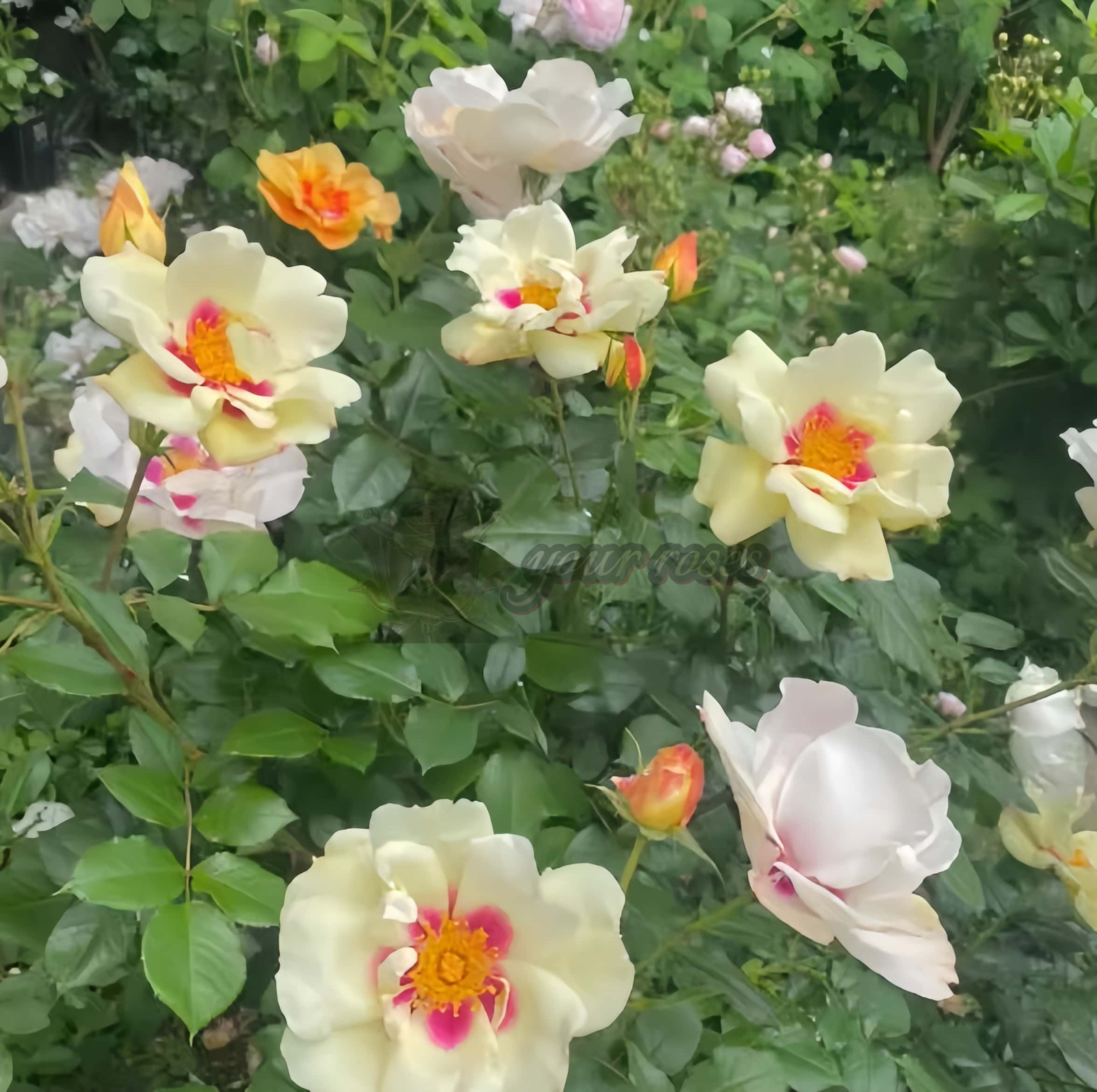 Stella Luce Rose丨Your roses
