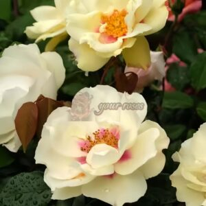 Stella Luce Rose for sale丨Your roses