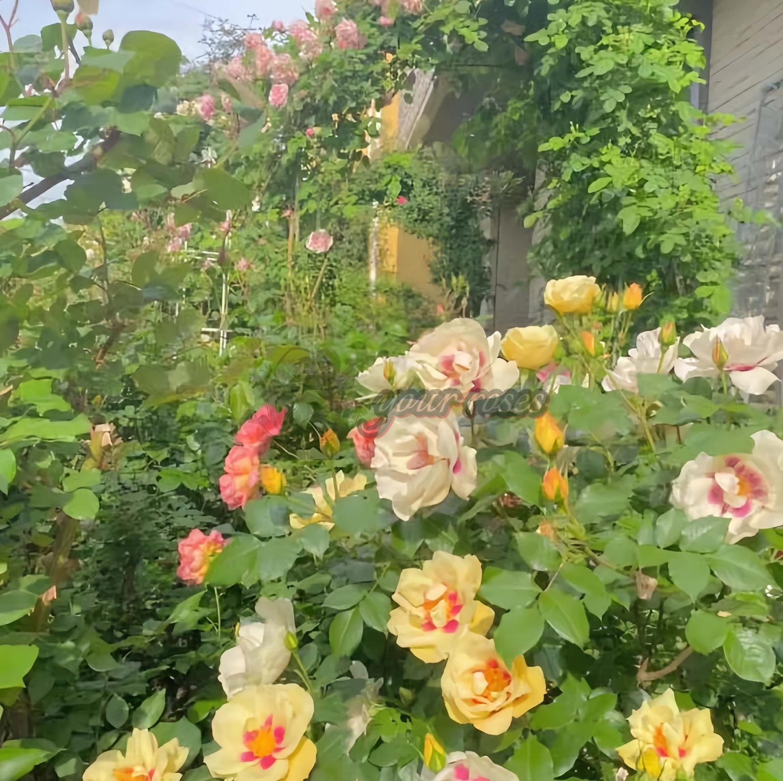 Stella Luce Rose plant丨Your roses