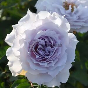 Undine Rose丨Your roses
