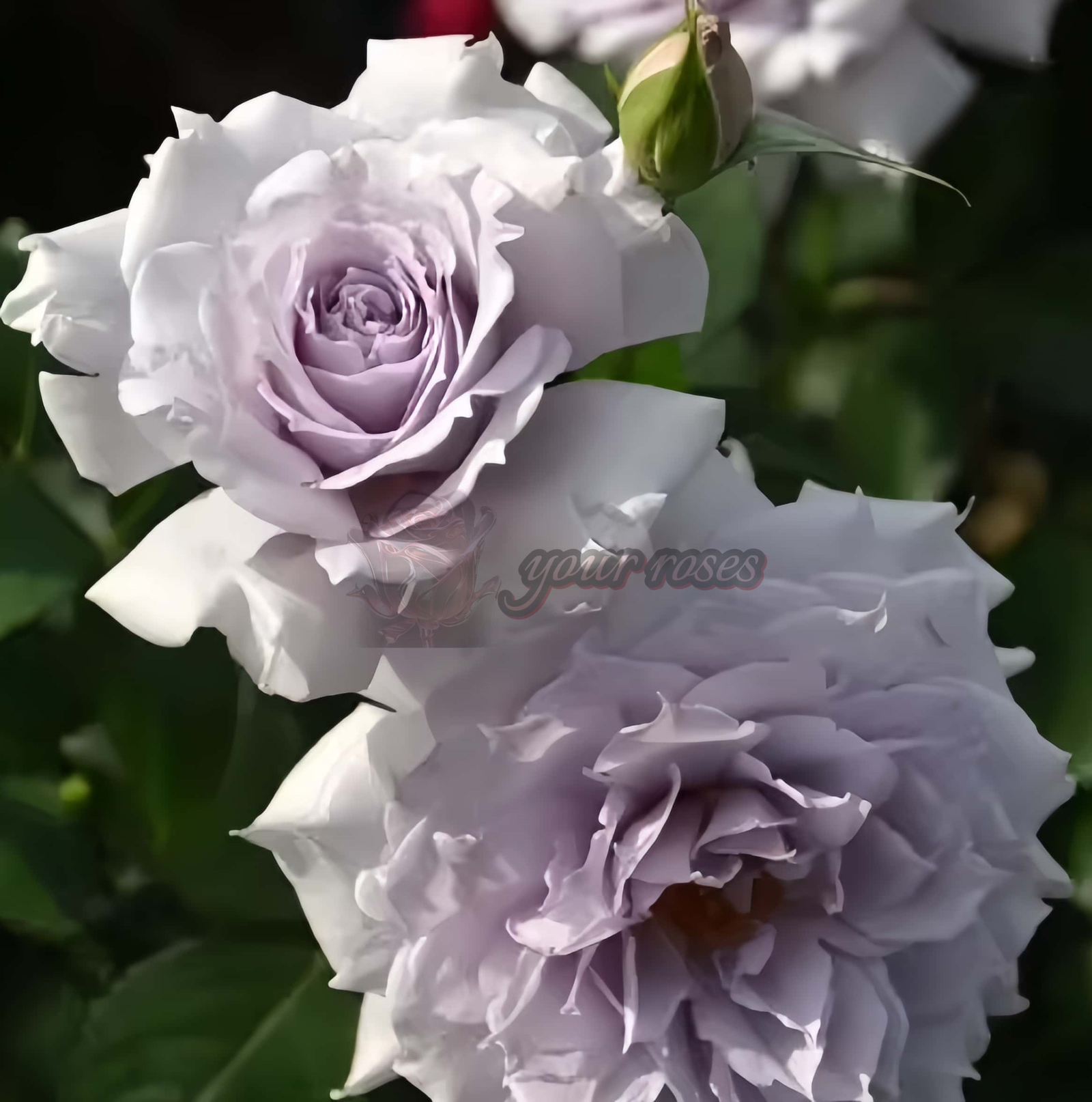 Undine Rose for sale丨Your roses