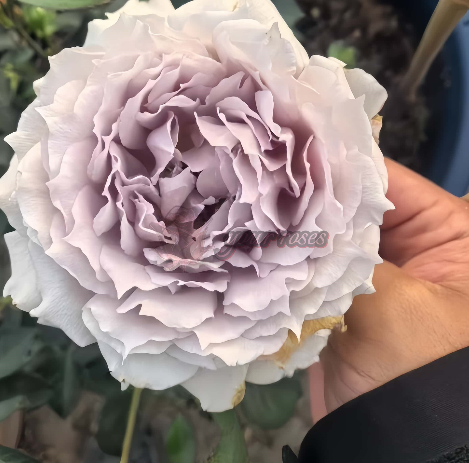 Undine Rose丨Your roses
