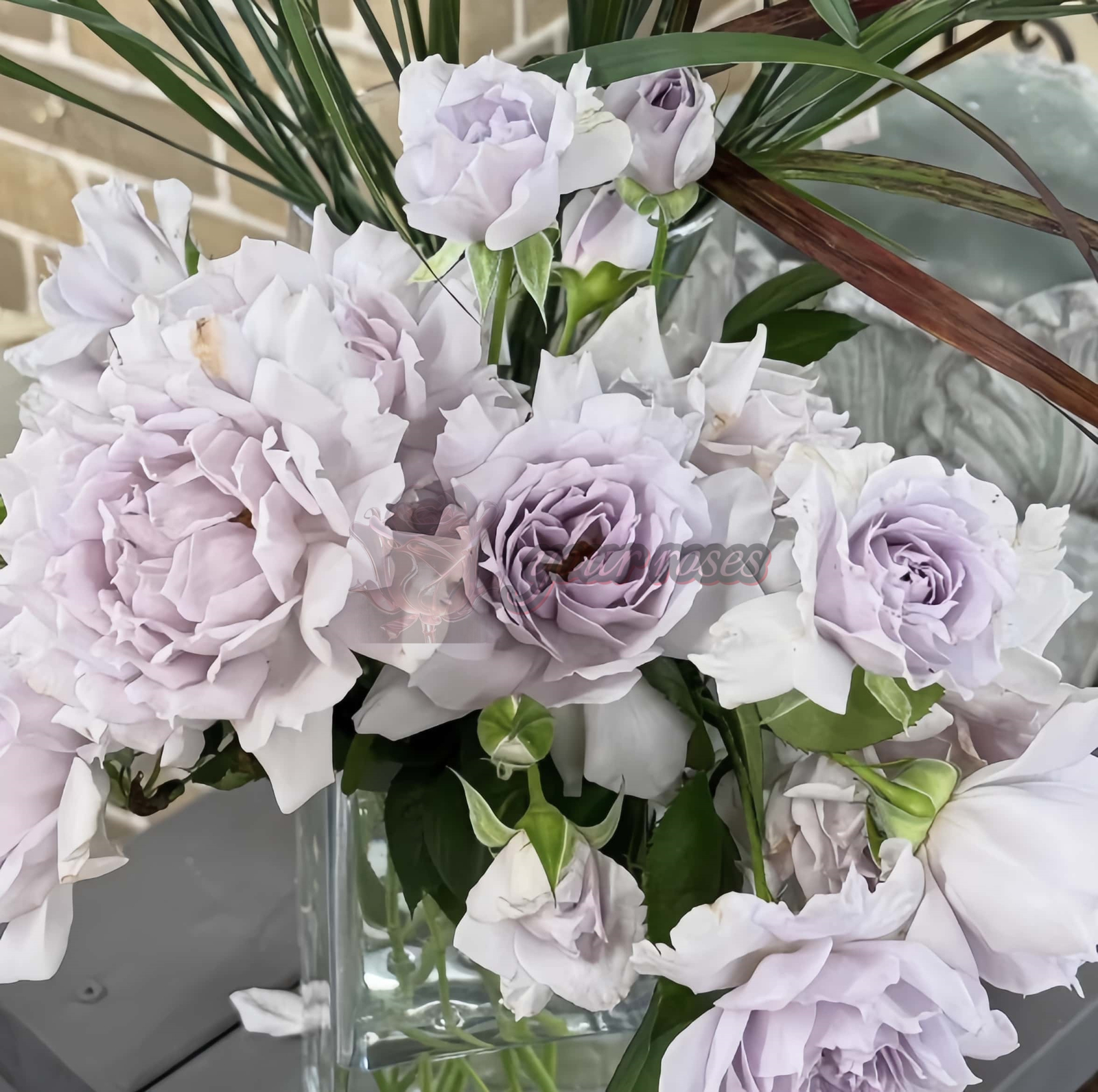 Undine Rose plant丨Your roses