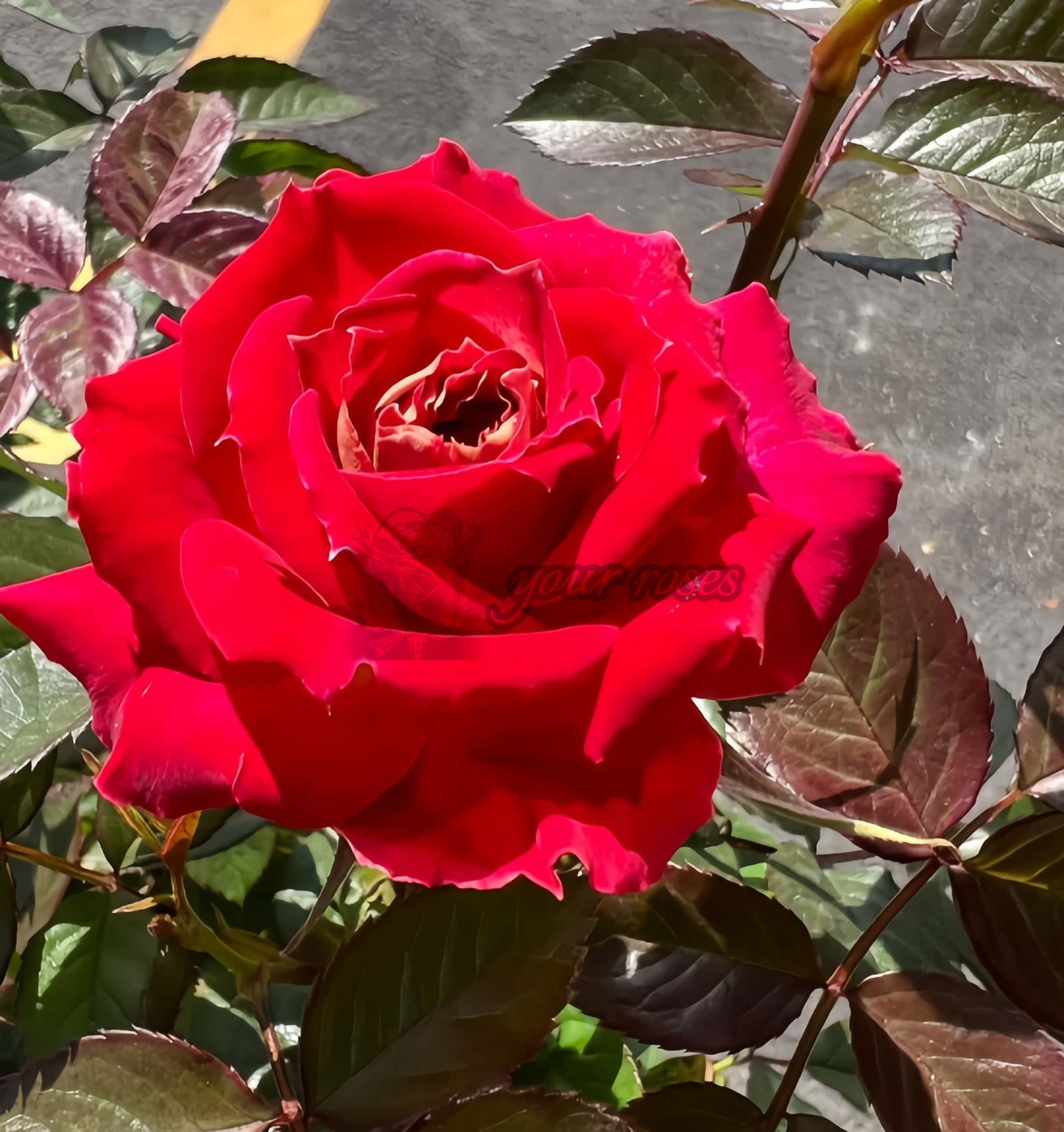 pyr Rose丨Your roses