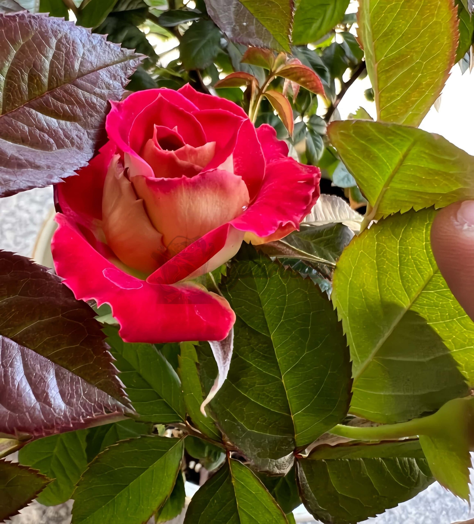 pyr Rose for sale丨Your roses