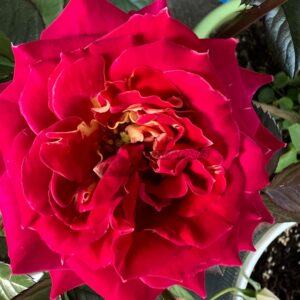 pyr Rose丨Your roses