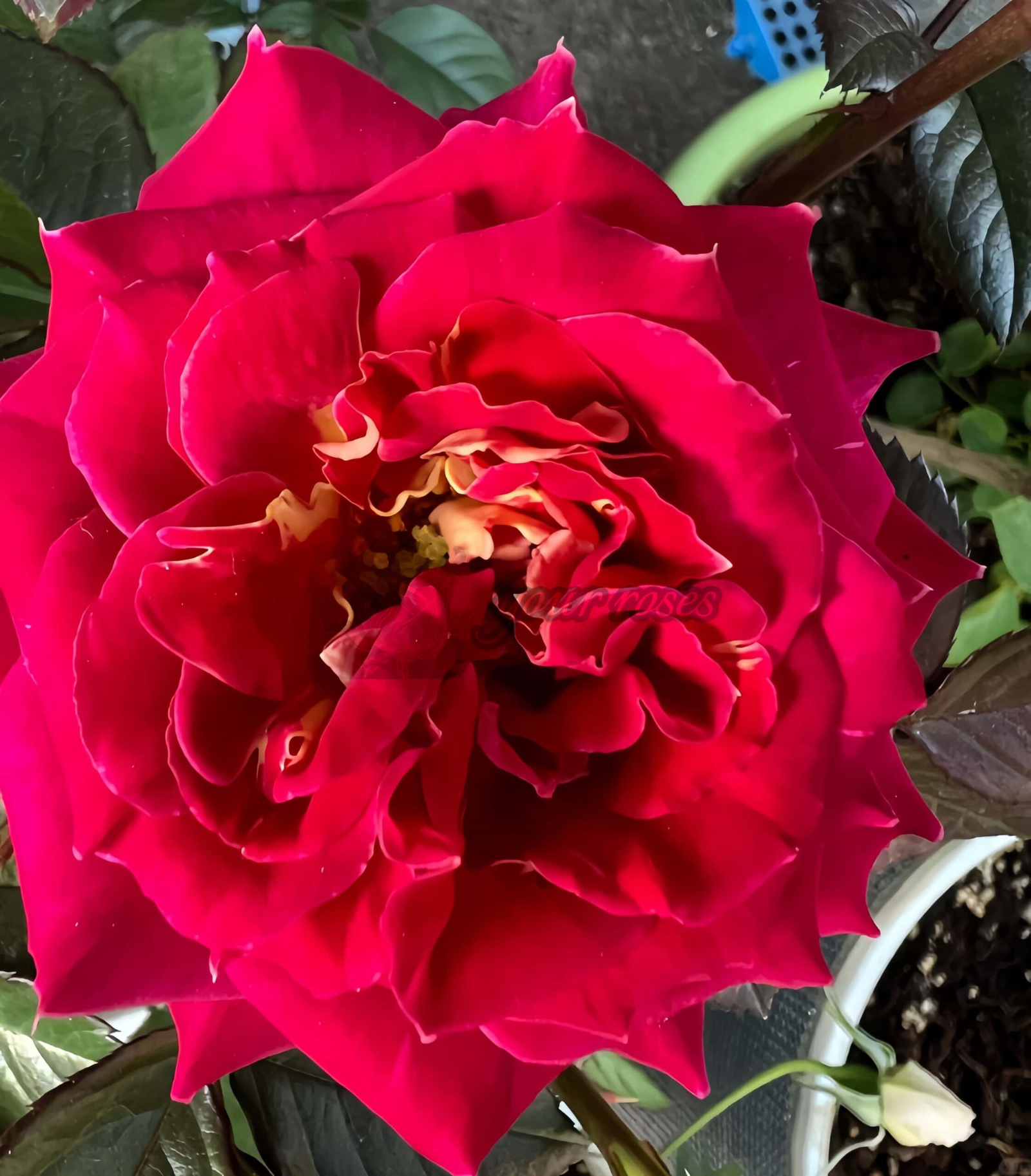pyr Rose丨Your roses
