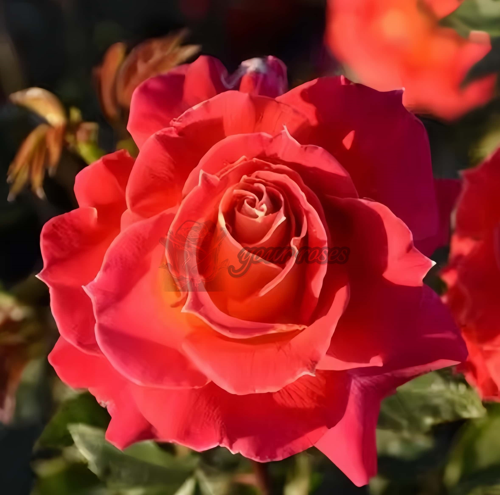 pyr Rose plant丨Your roses