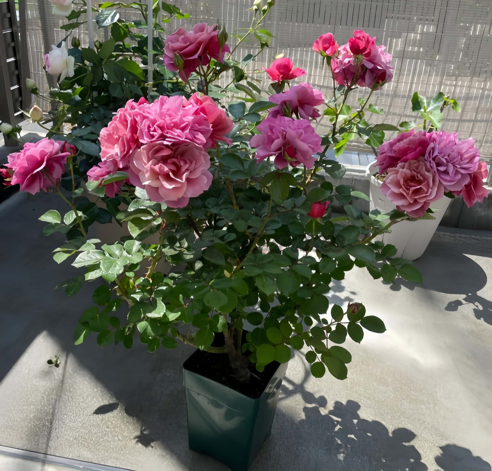 Aoi noue Rose丨Your roses