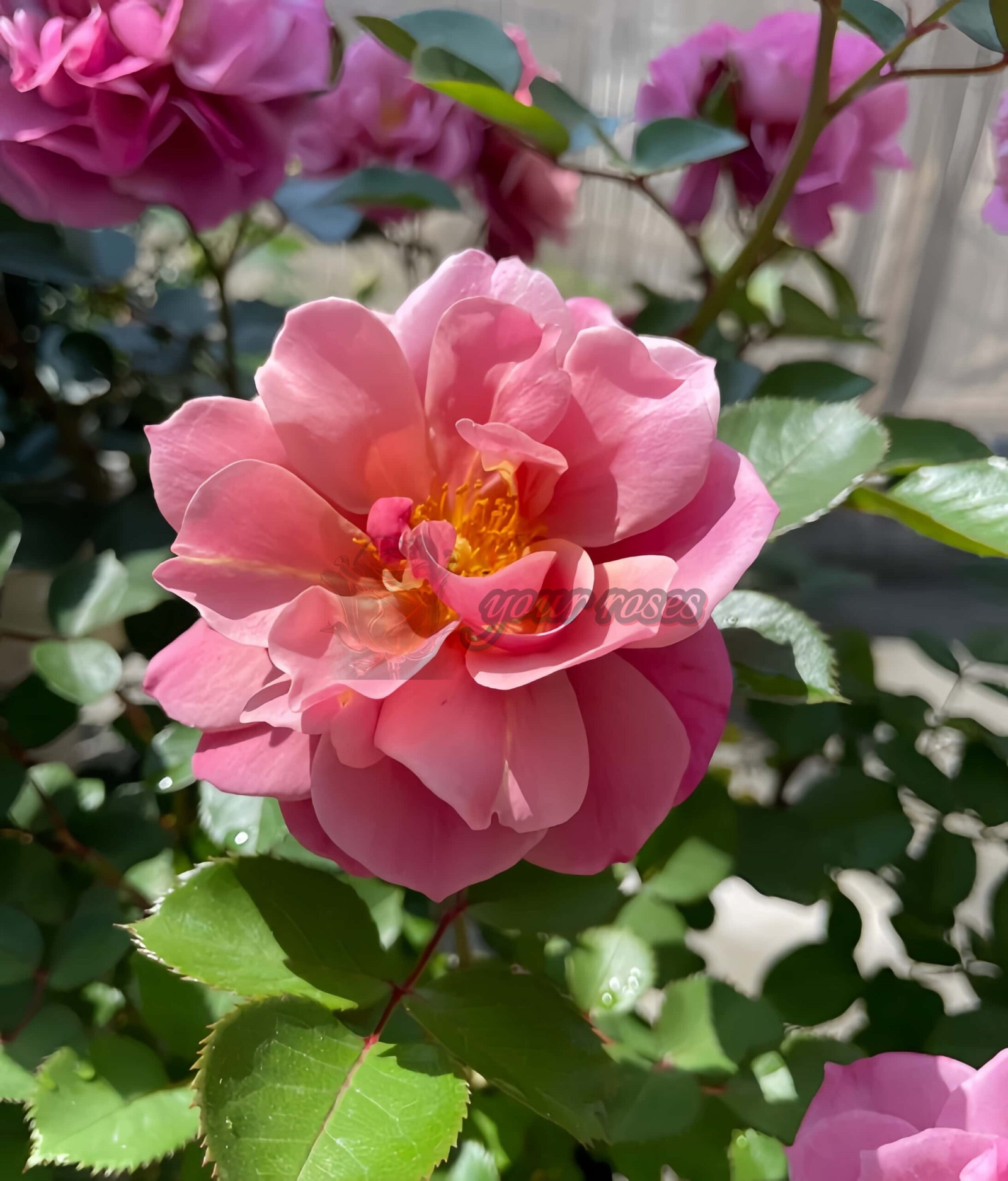 Aoi noue Rose for sale丨Your roses