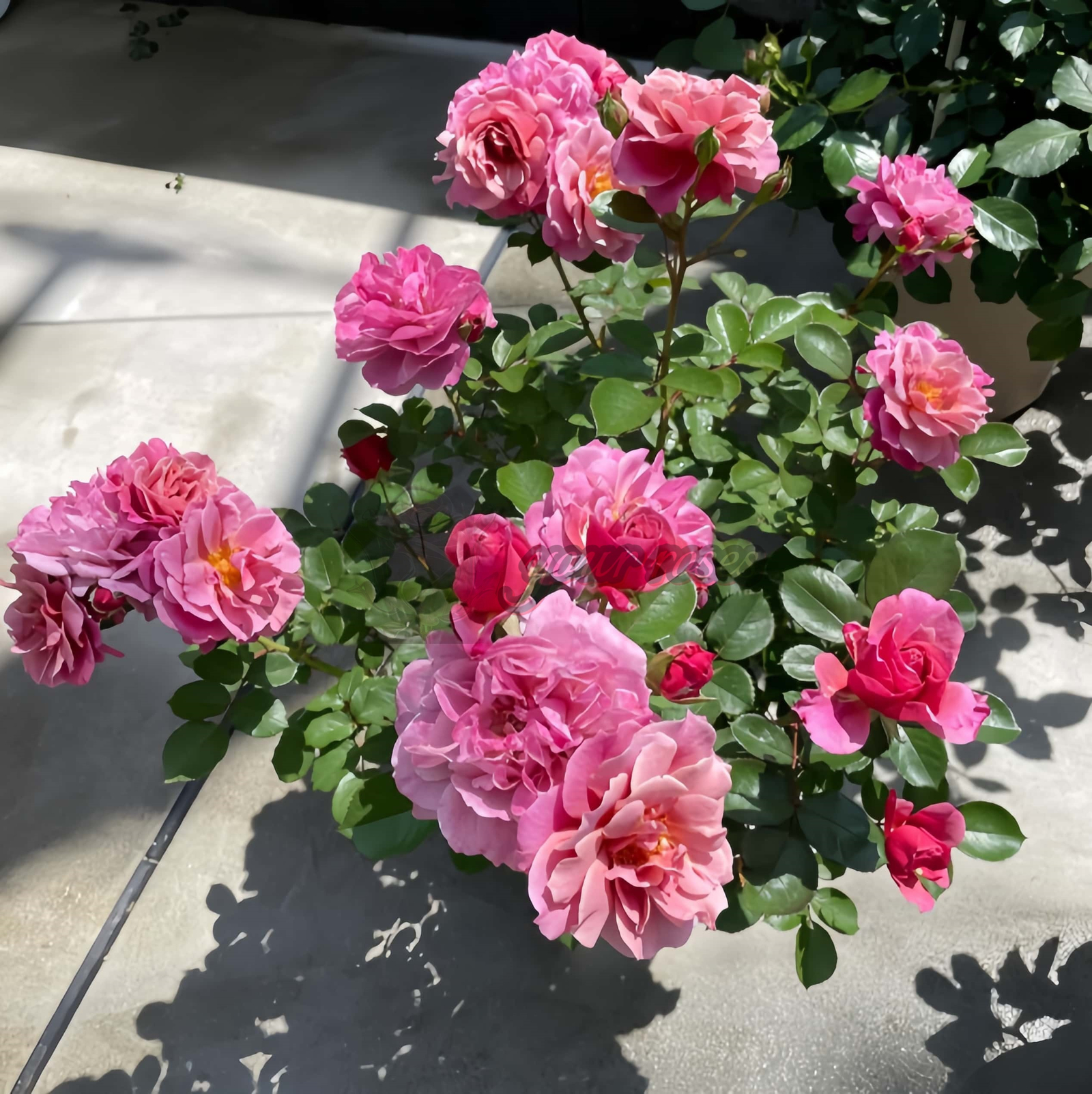 Aoi noue Rose丨Your roses