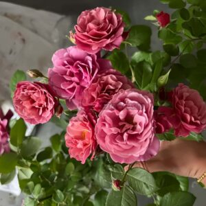 Aoi noue Rose plant丨Your roses