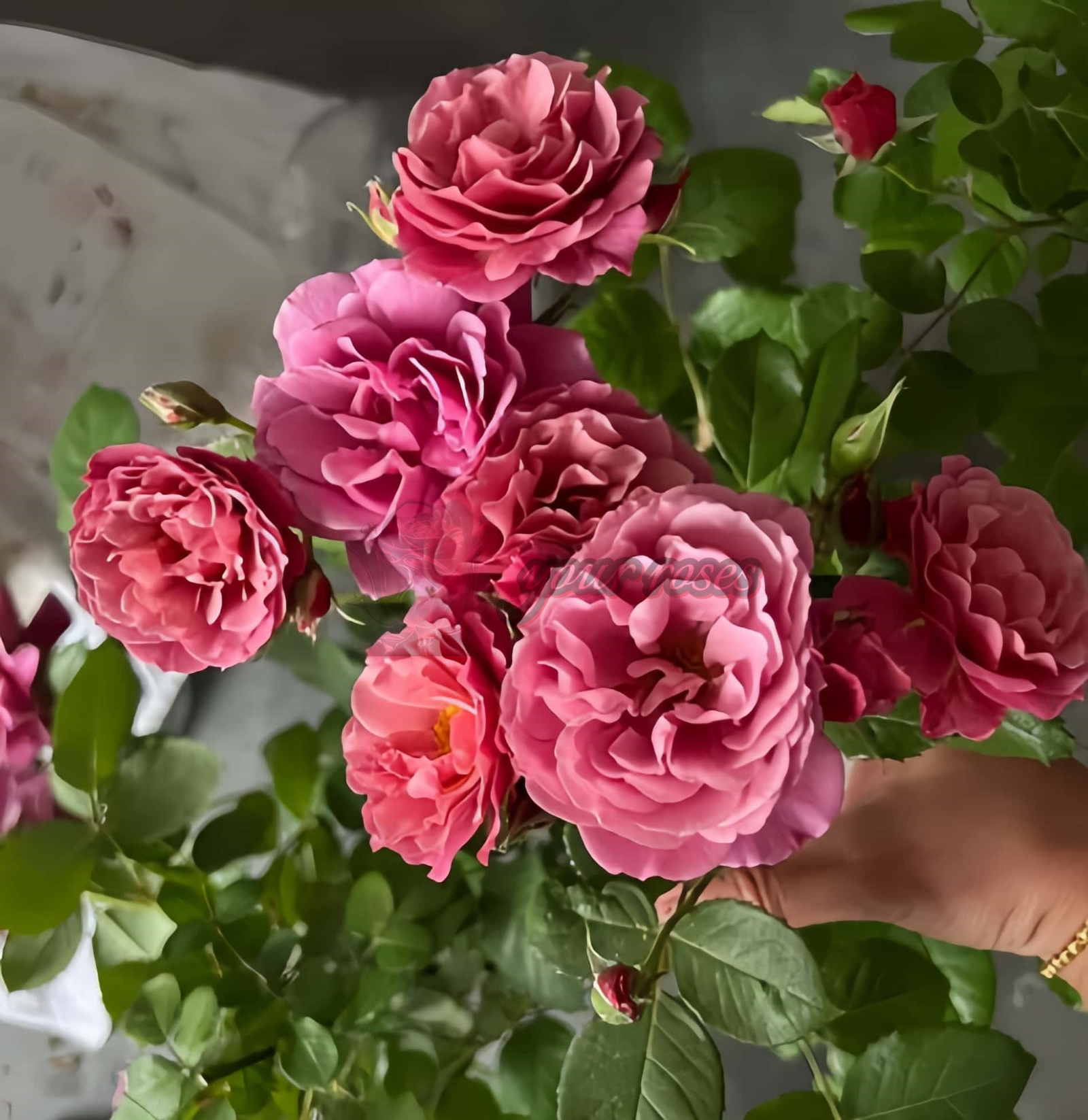 Aoi noue Rose plant丨Your roses