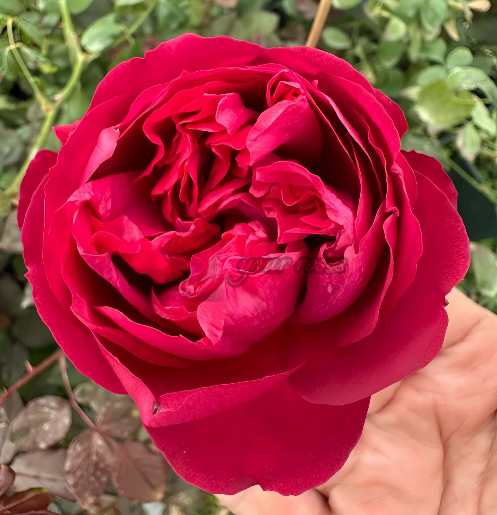 Jean-Christophe Rose丨Your roses