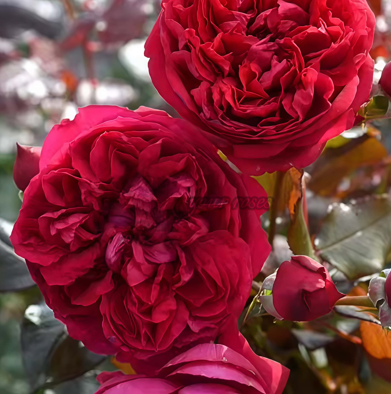 Jean-Christophe Rose for sale丨Your roses