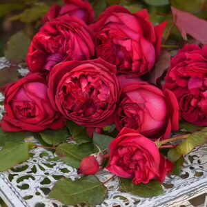 Jean-Christophe Rose丨Your roses