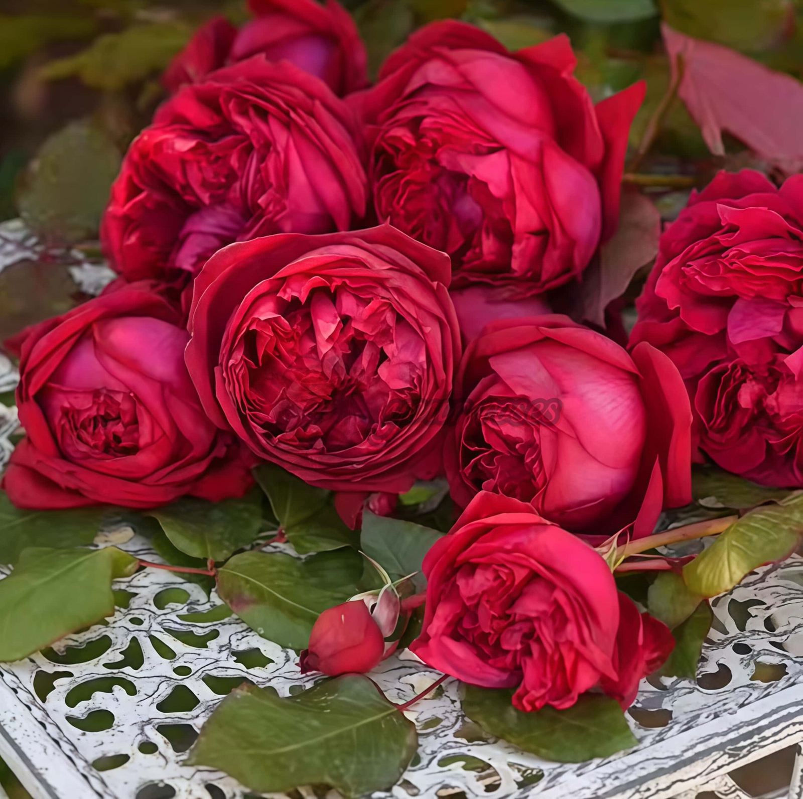 Jean-Christophe Rose丨Your roses