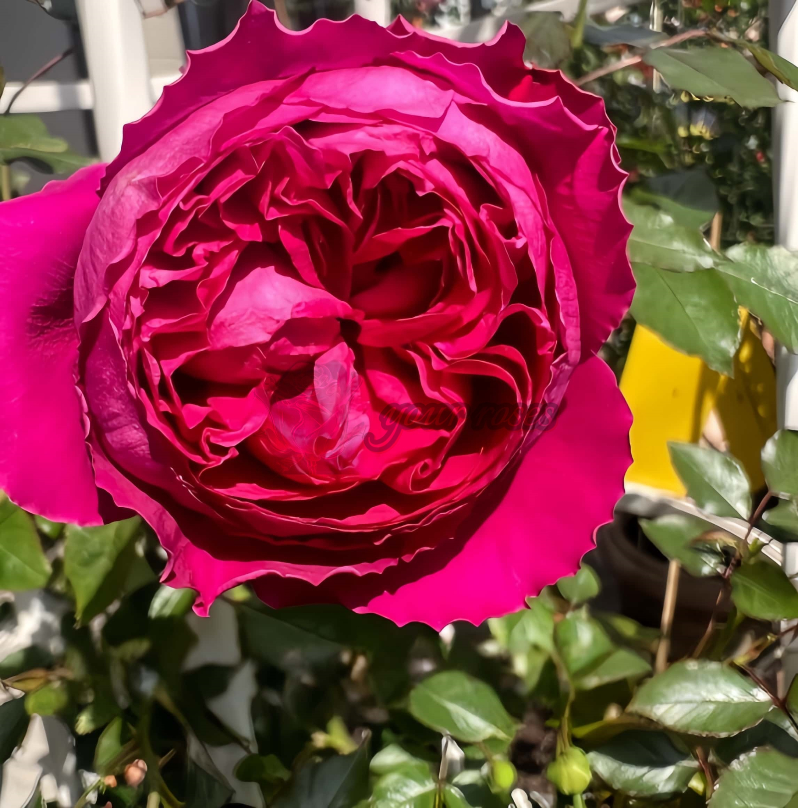 Jean-Christophe Rose plant丨Your roses
