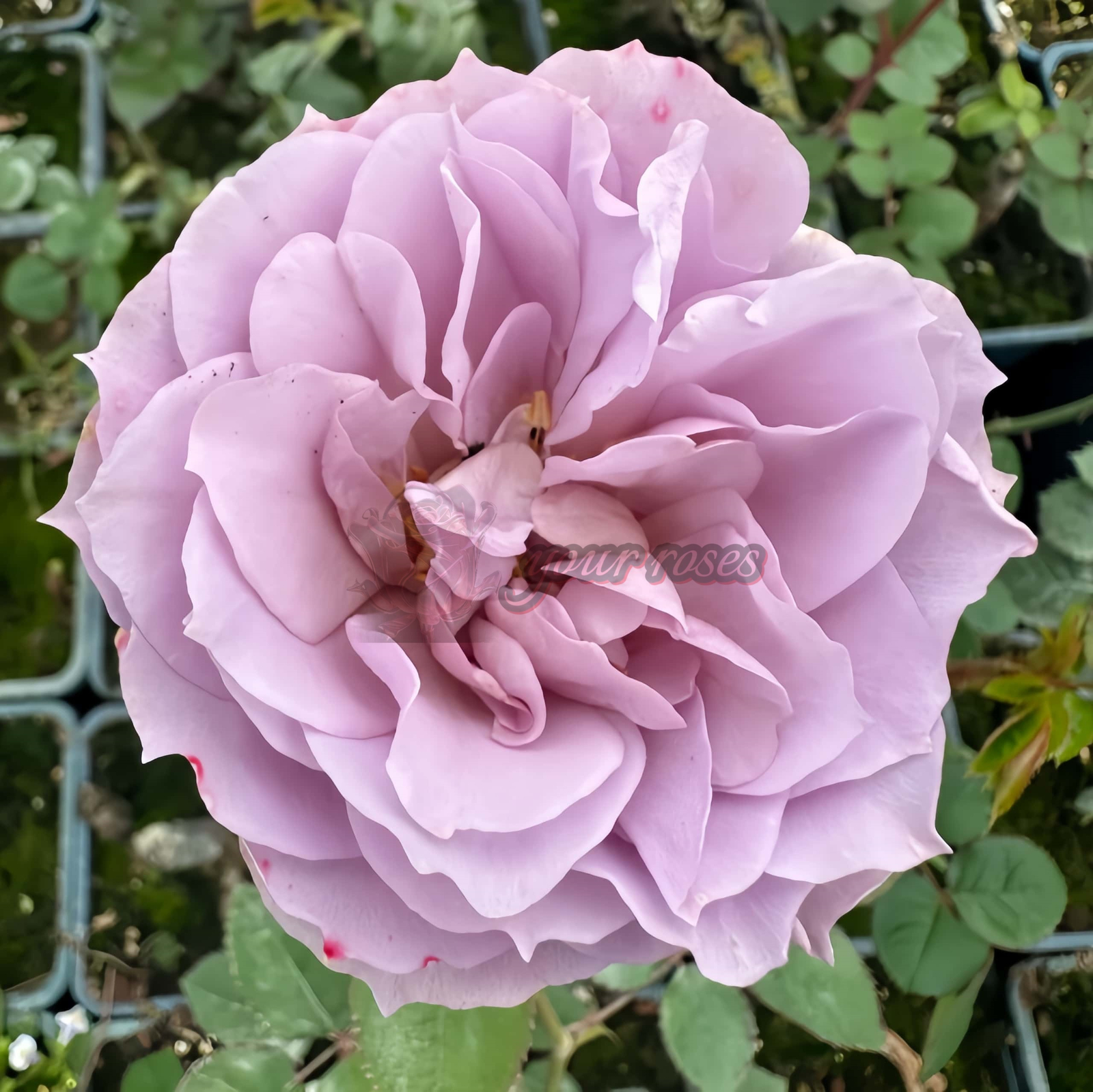 Murasaki Shikibu Rose丨Your roses
