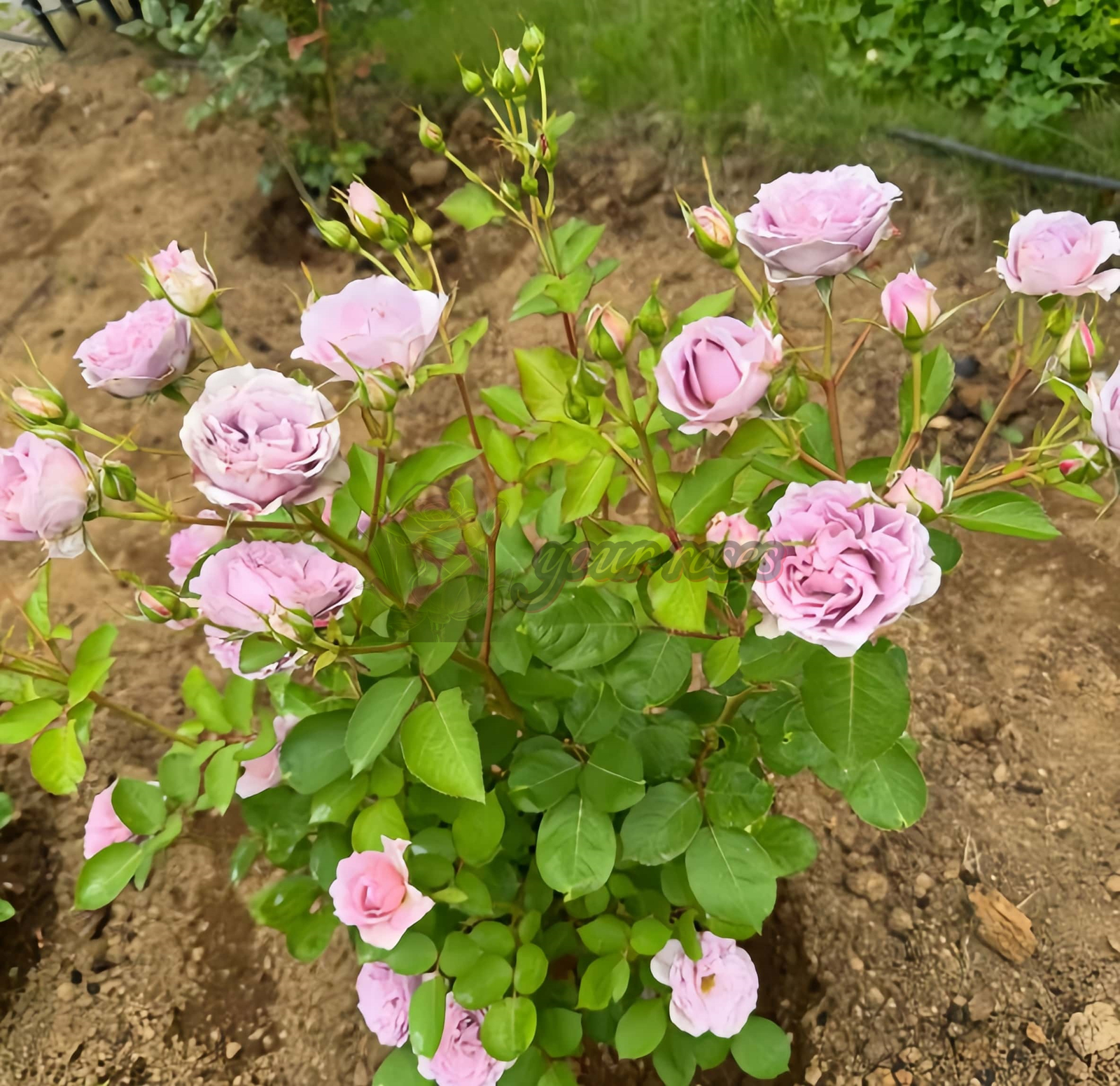 Murasaki Shikibu Rose for sale丨Your roses
