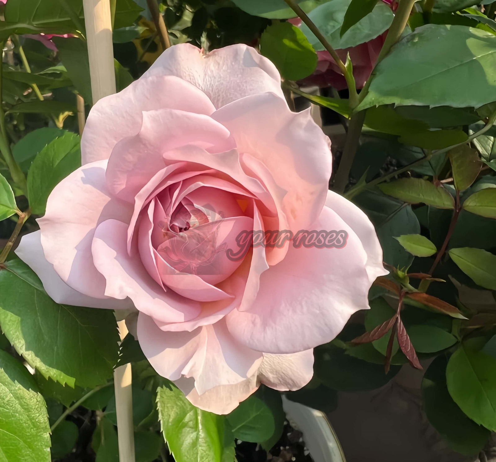 Murasaki Shikibu Rose丨Your roses