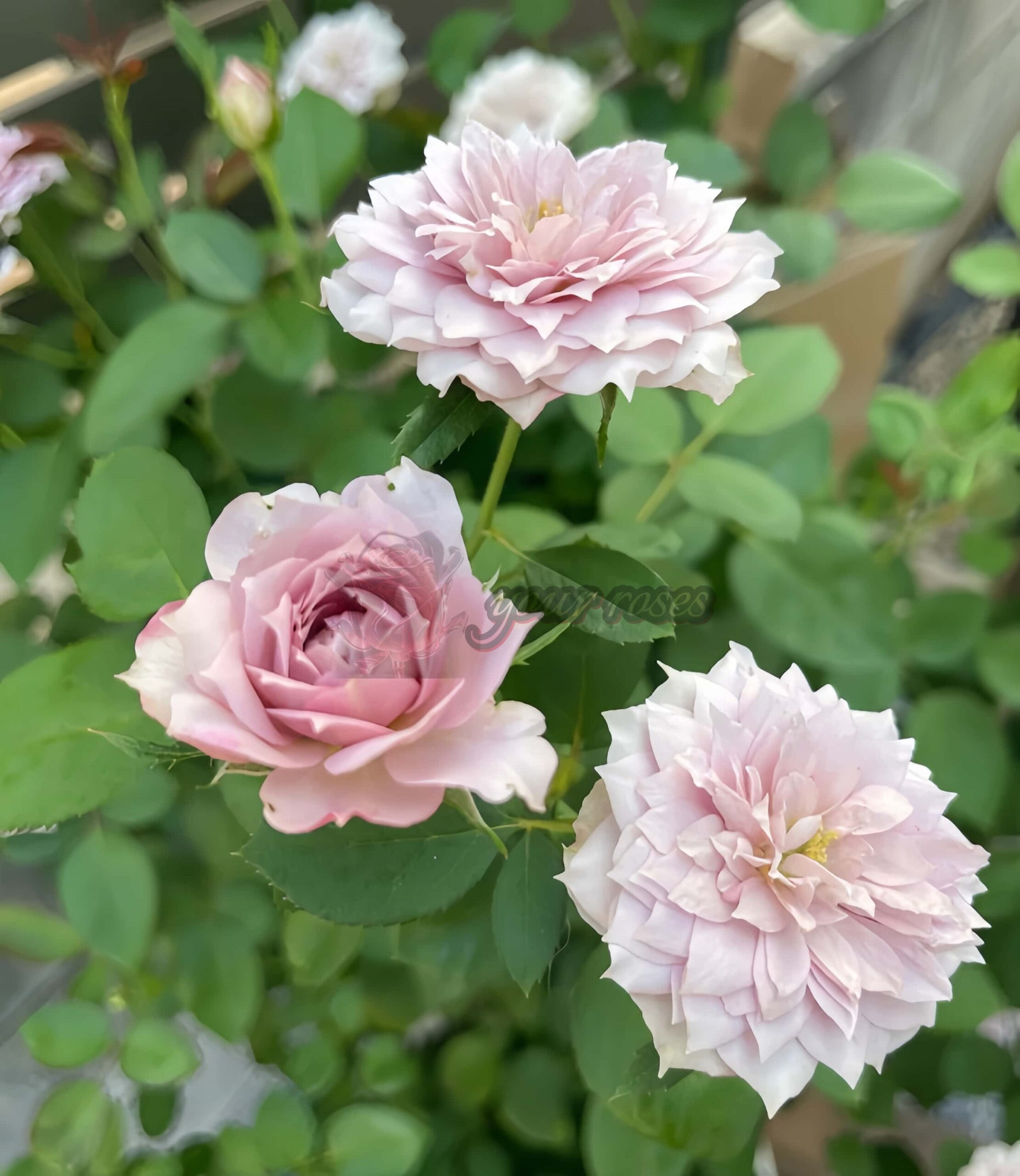 Murasaki Shikibu Rose plant丨Your roses