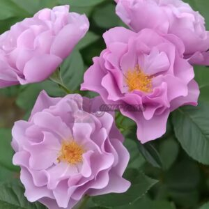 Murasakinoue Rose丨Your roses