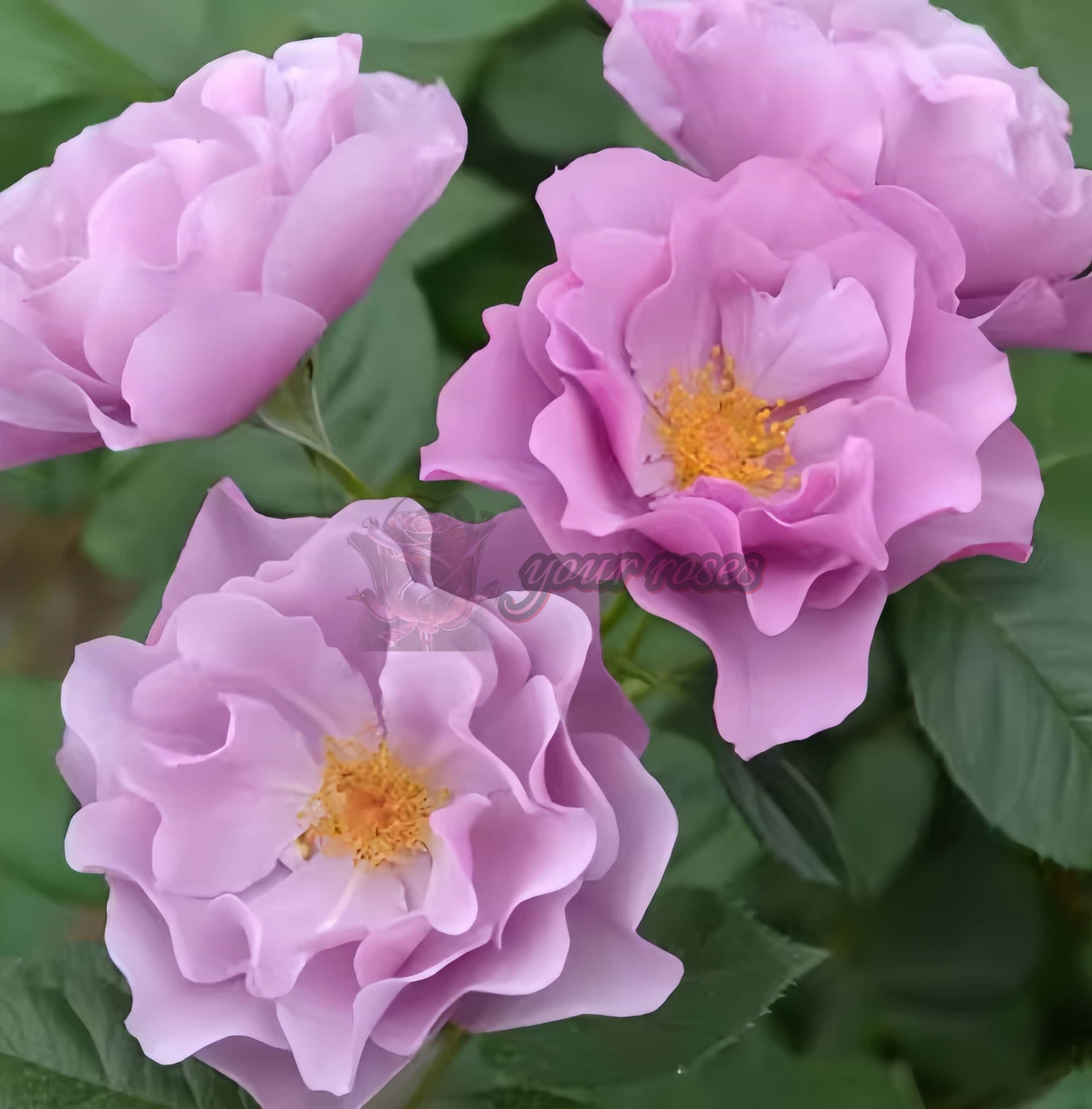 Murasakinoue Rose丨Your roses
