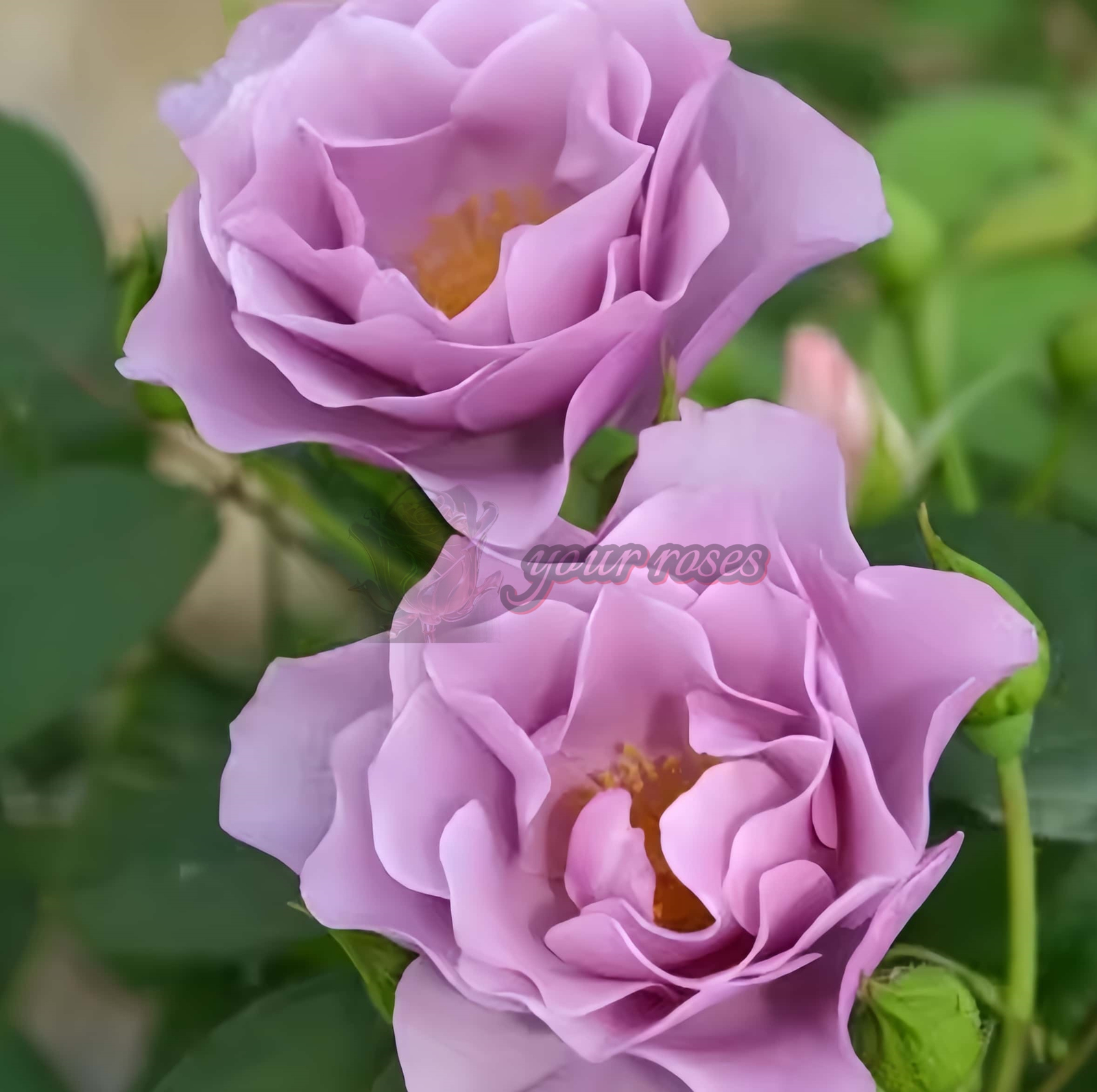 Murasakinoue Rose for sale丨Your roses