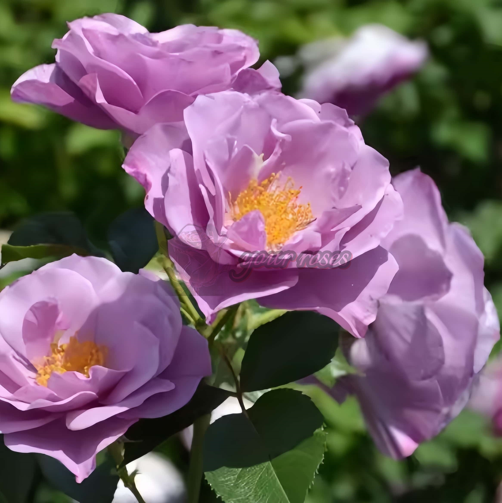 Murasakinoue Rose丨Your roses