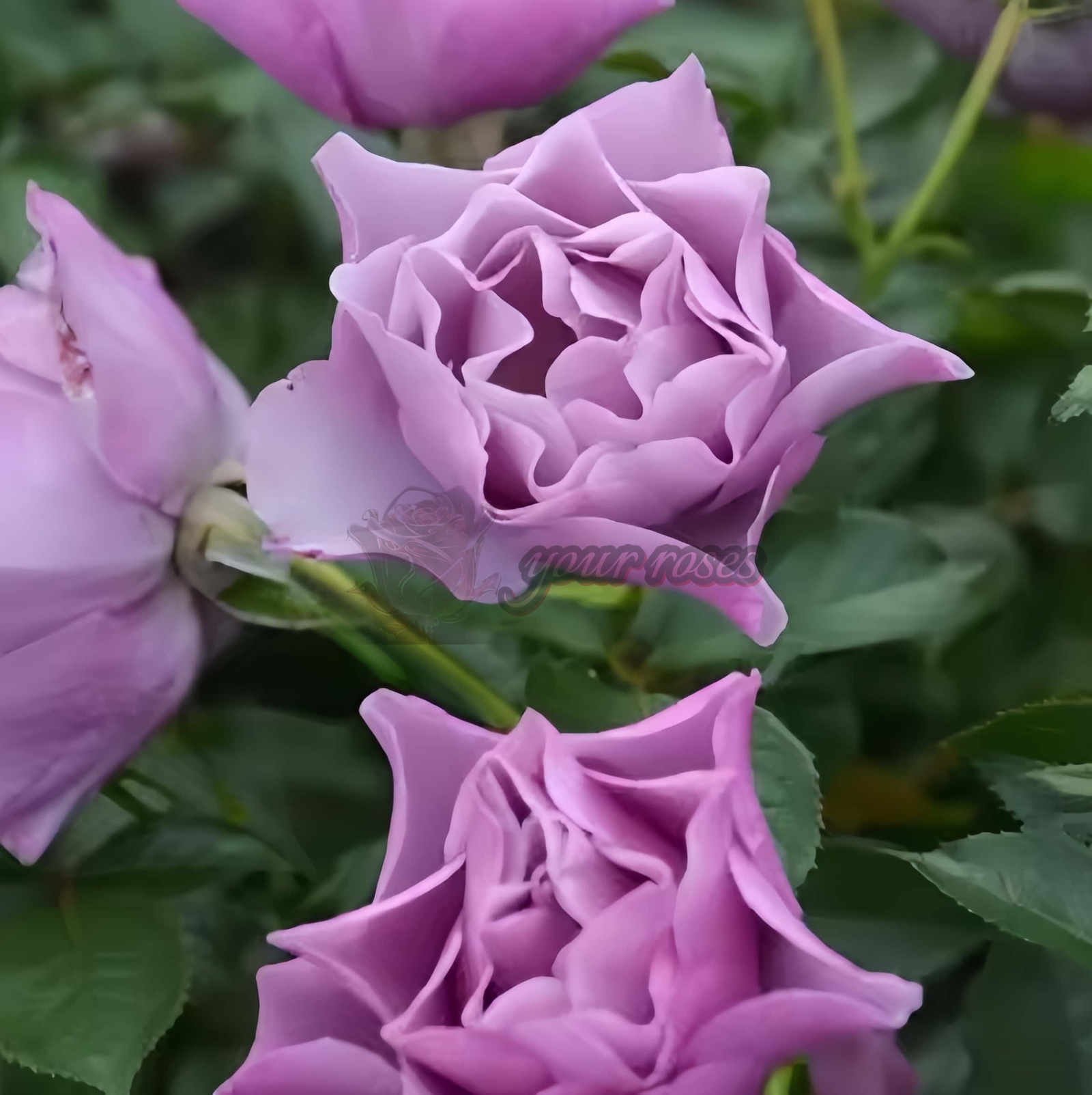 Murasakinoue Rose plant丨Your roses