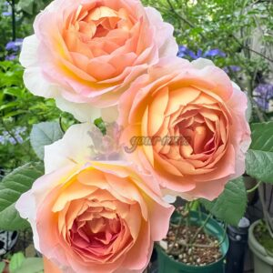 Sachet Rose丨Your roses