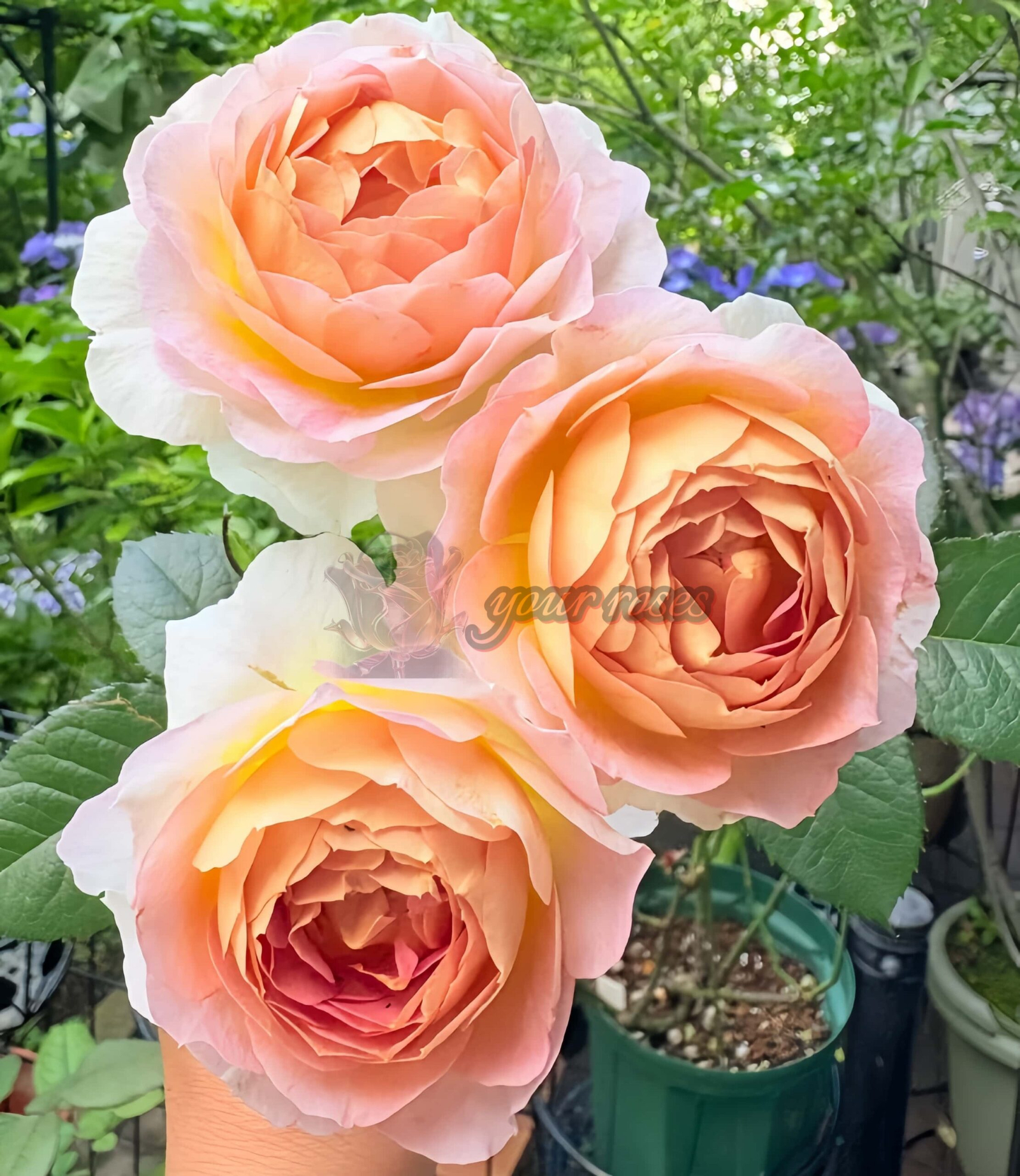 Sachet Rose丨Your roses