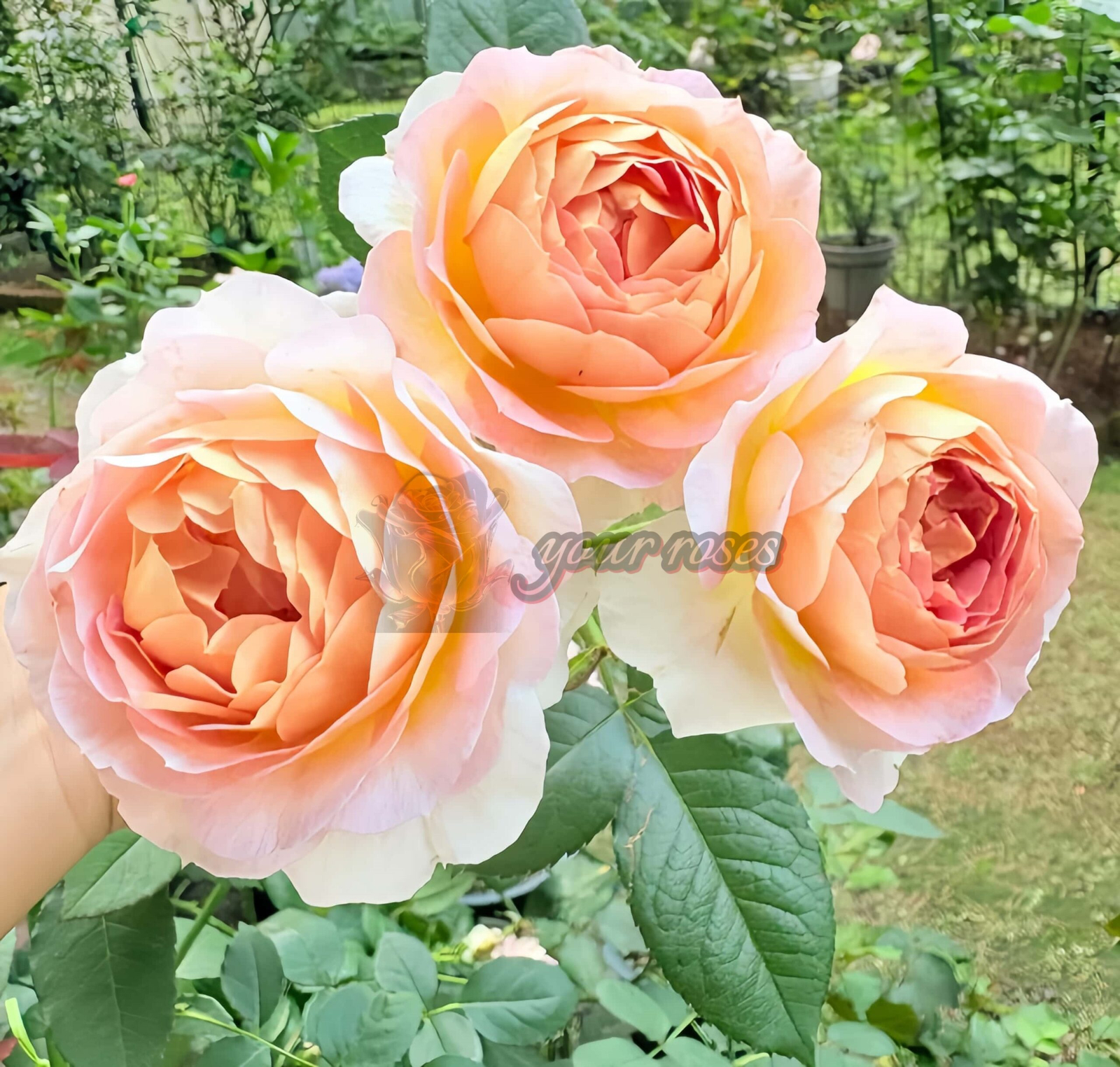 Sachet Rose for sale丨Your roses