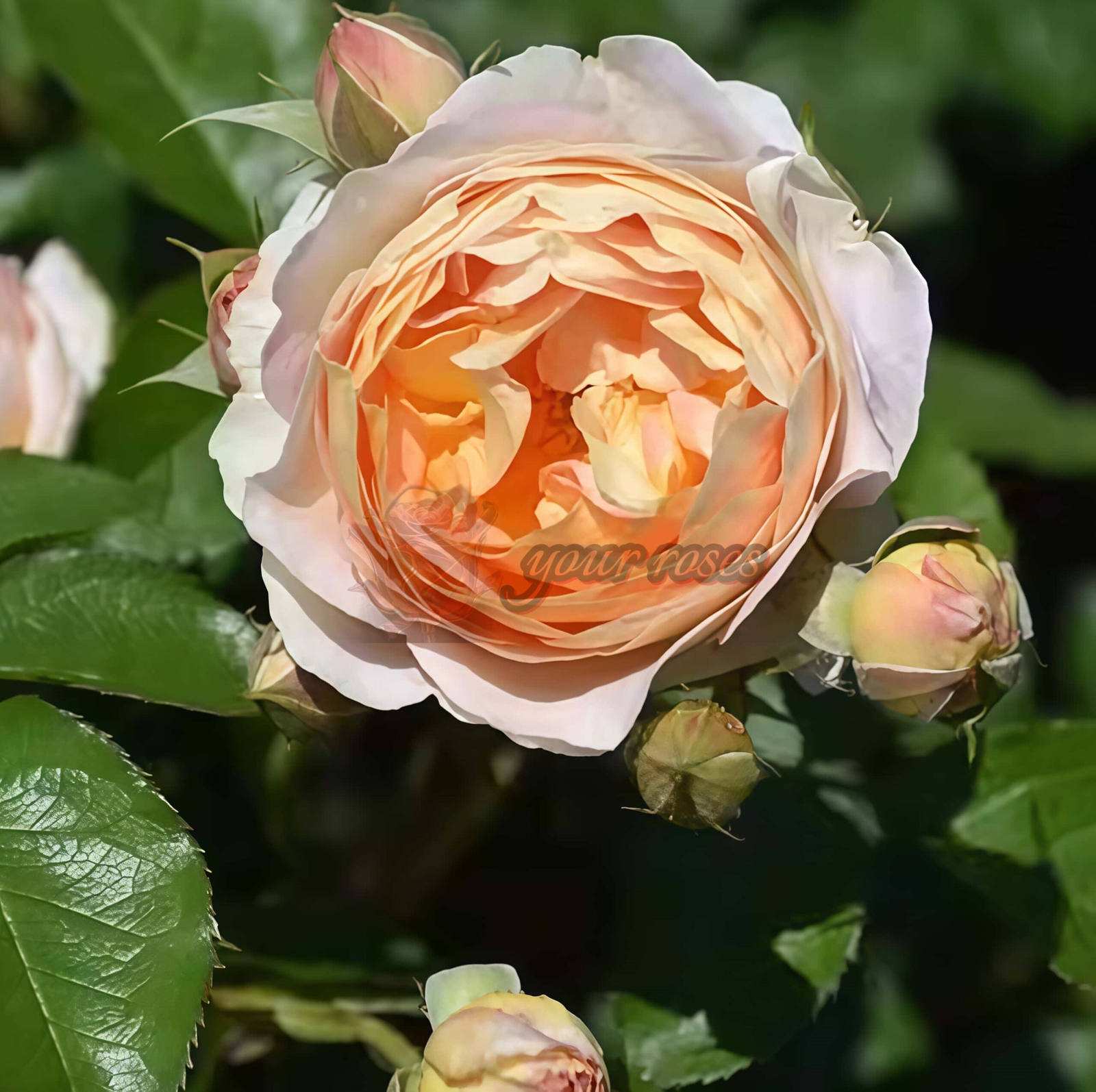 Sachet Rose plant丨Your roses