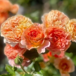 Apricot Chiffon Rose plant丨Your roses
