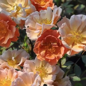 Charlie Brown Rose for sale丨Your roses