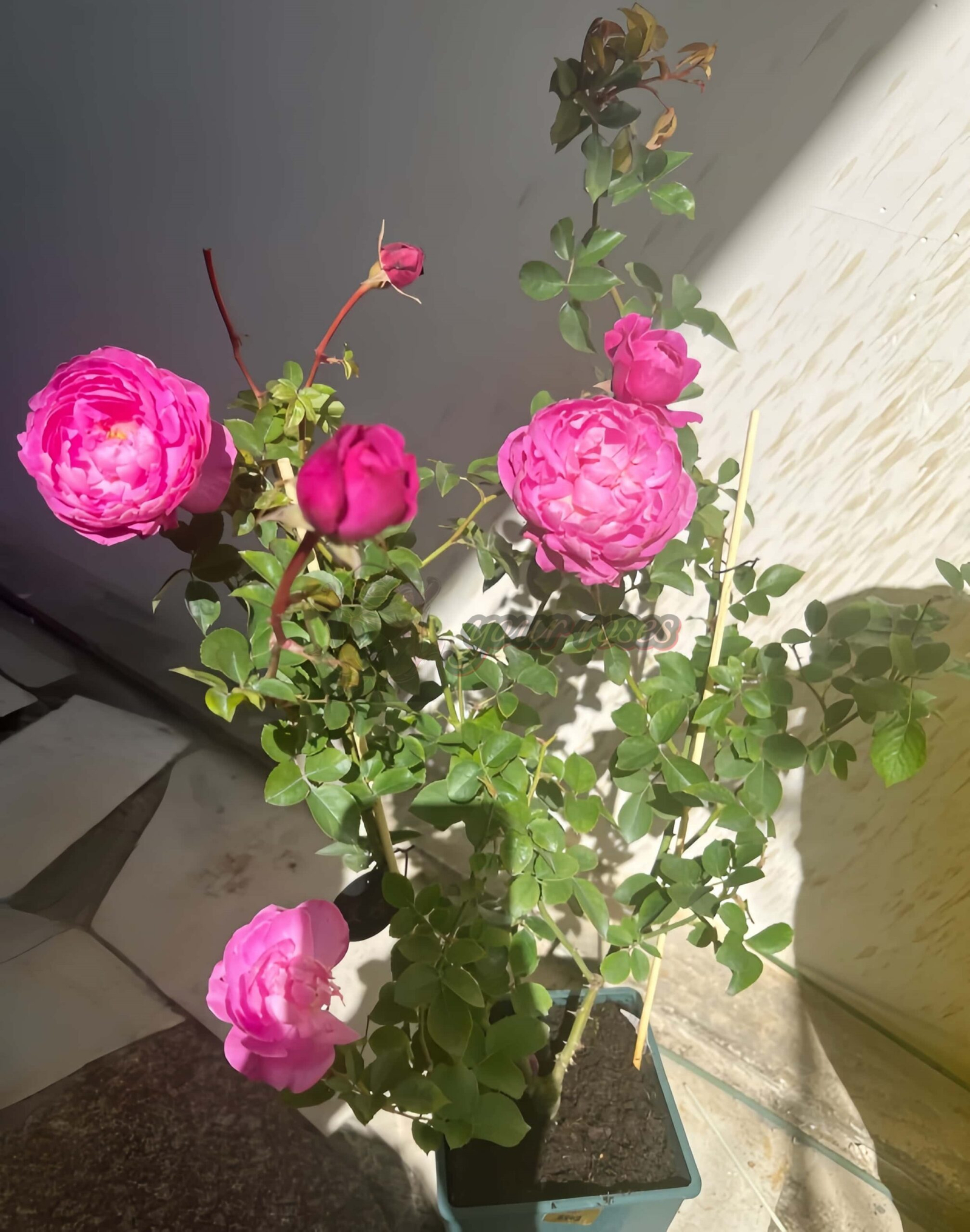 Finesse Rose丨Your roses