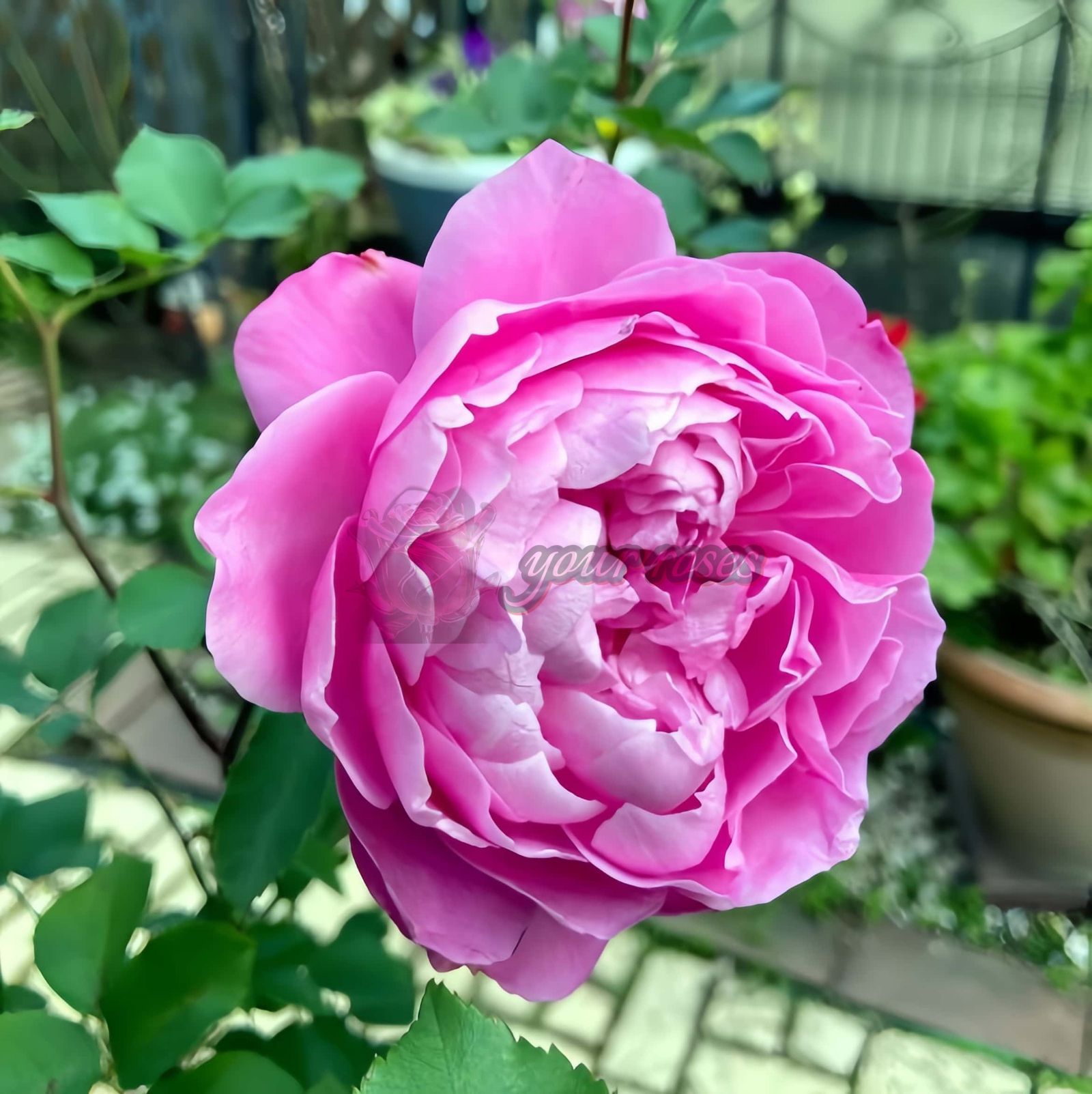 Finesse Rose for sale丨Your roses