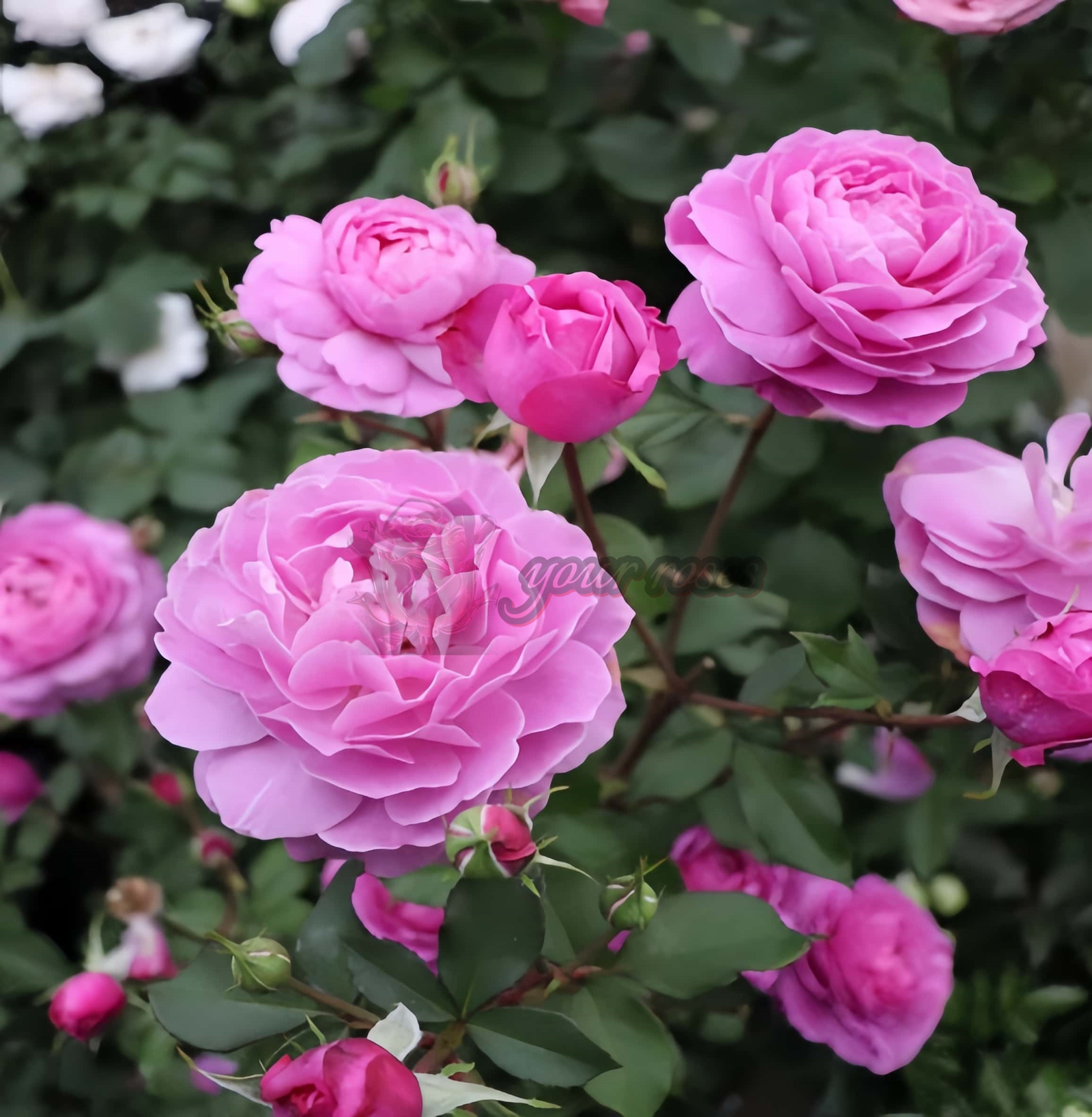 Finesse Rose丨Your roses