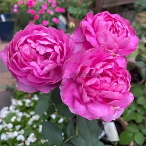 Finesse Rose plant丨Your roses