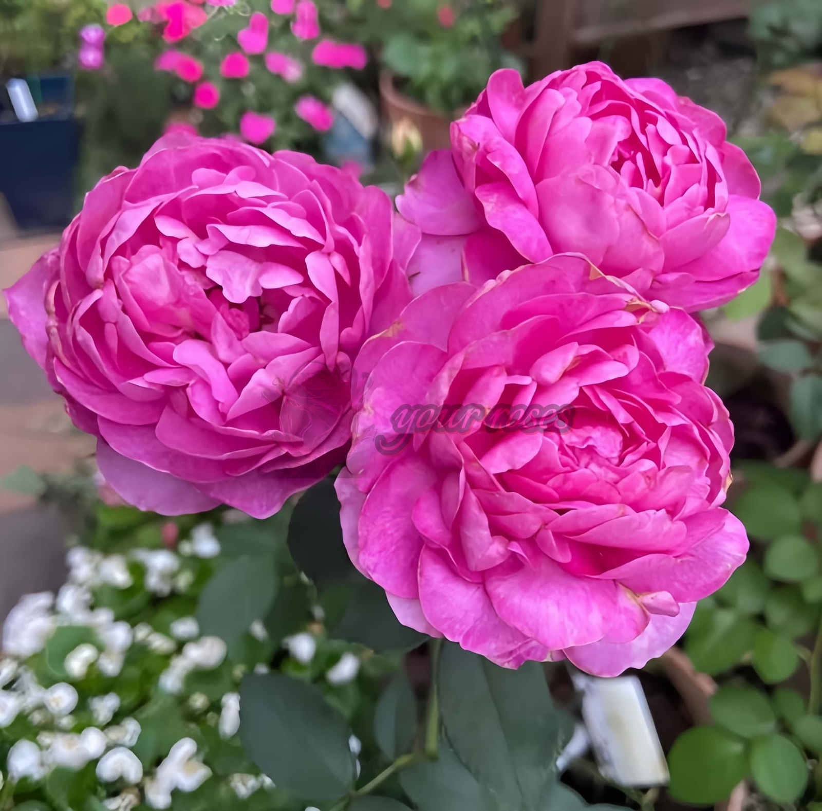Finesse Rose plant丨Your roses