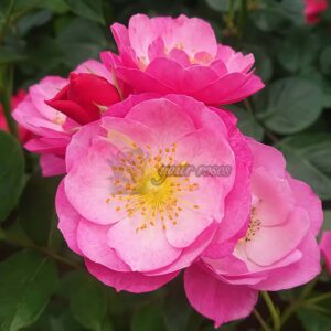 KoiKogare Rose丨Your roses